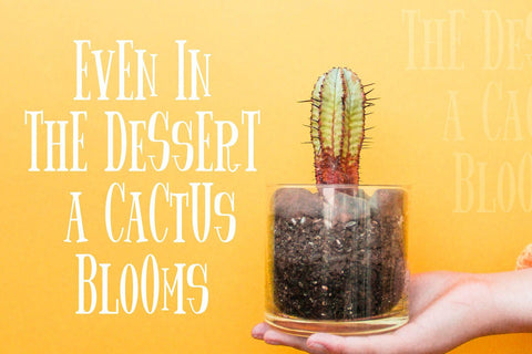 Spider King - Beautiful Serif Font Font StringLabs 