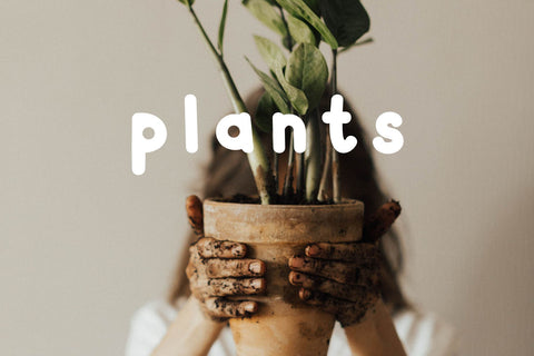 Spoonery Font Cotton White Studio 