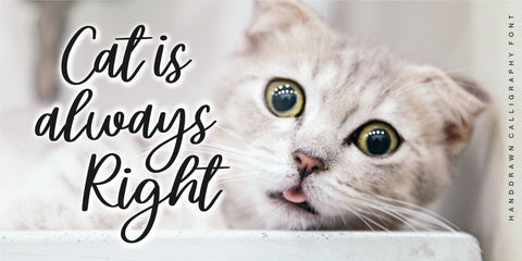 Steally Grace Font Allouse.Studio 