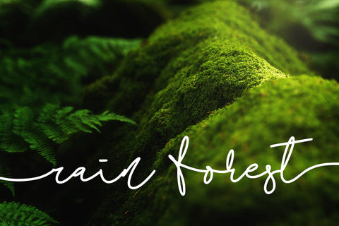 Stefina Font Abo Daniel Studio 