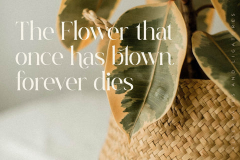 Strickland Keafney Typeface Font Storytype Studio 