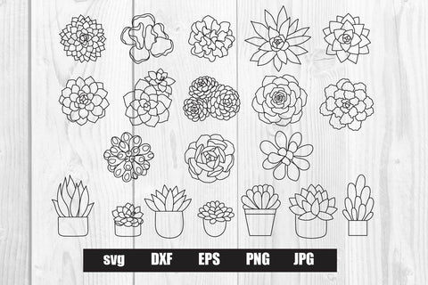 succulent clipart hand drawn svg bundle SVG dadan_pm 