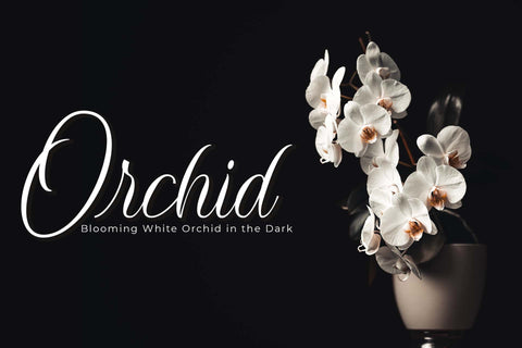 Sunlight Font love script 