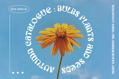 Sunwish Maverick - Experimental Font Arterfak Project 