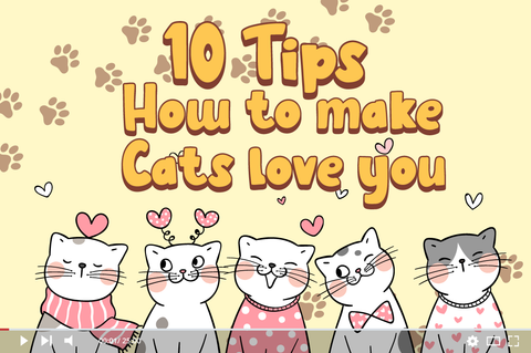 5-cat-lover-information-youtube-thumbnail.png