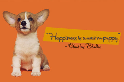 Takoyaki Font Madatype Studio 