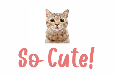 Tomerosa Font dapiyupi store 