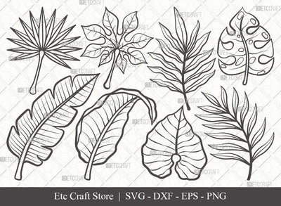 welcher dünger für monstera Monstera-Dünger — Silberkraft main image 1