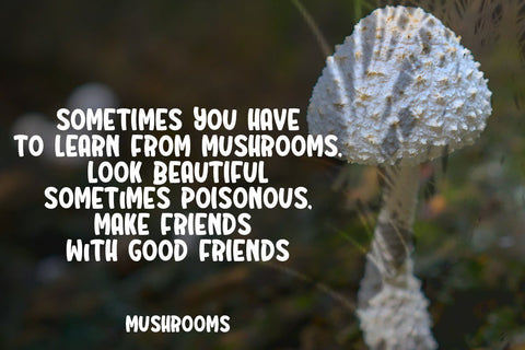 Truffle Font JH-CreativeFont 