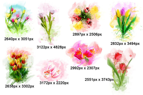 Tulip Floral Watercolor Sublimation Clipart PNG Sublimation nikola 