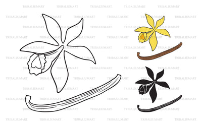 Vanilla flower and sticks SVG TribaliumArtSF 