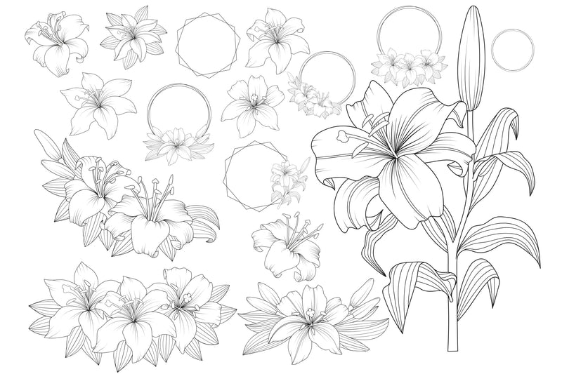 Vector Outline Lily Floral Frames SVG Yuliya 