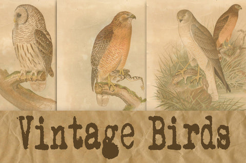 Vintage Birds Digital Paper Sublimation Old Market 