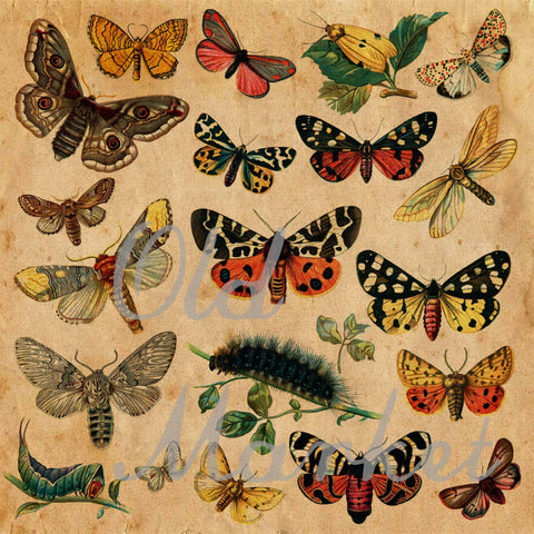 Vintage Butterfly Scientific Plates Digital Paper Sublimation Old Market 