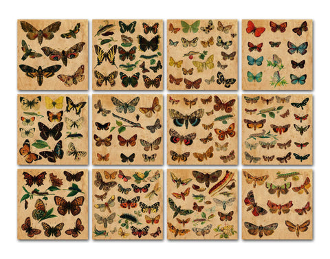 Vintage Butterfly Scientific Plates Digital Paper Sublimation Old Market 