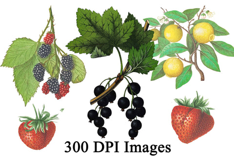 Vintage Fruit Clip Art PNG and JPG Sublimation Digital Honeybee 