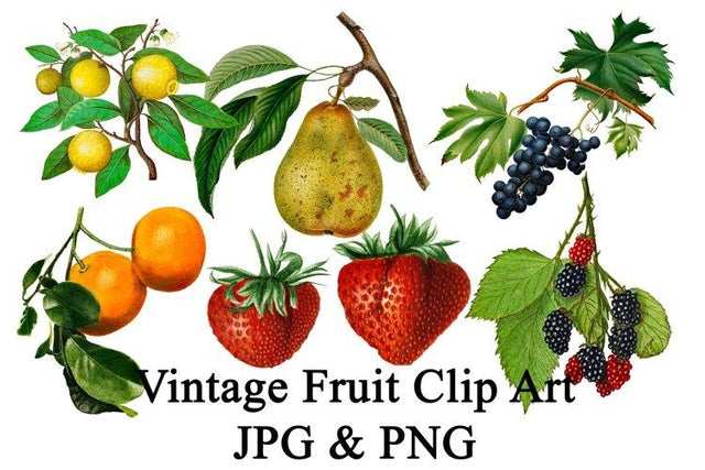 Vintage Fruit Clip Art PNG and JPG Sublimation Digital Honeybee 