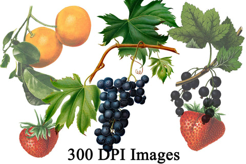 Vintage Fruit Clip Art PNG and JPG Sublimation Digital Honeybee 