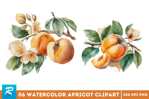 Watercolor Apricot Clipart Bundle Sublimation Regulrcrative 