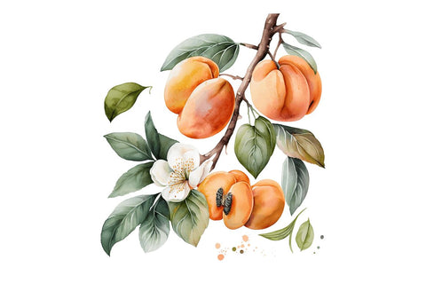 Watercolor Apricot Clipart Bundle Sublimation Regulrcrative 