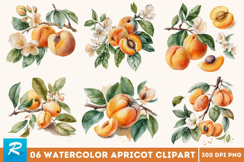 Watercolor Apricot Clipart Bundle Sublimation Regulrcrative 