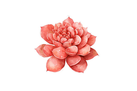 Watercolor Boho Succulents Clipart Bundle Sublimation Regulrcrative 