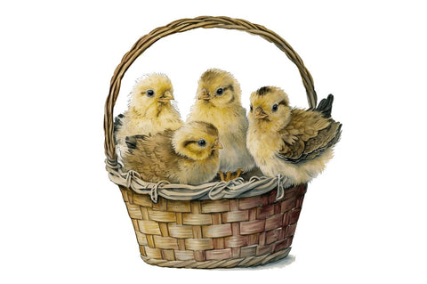 Watercolor Chicks in a Basket Clipart Bundle Sublimation Regulrcrative 