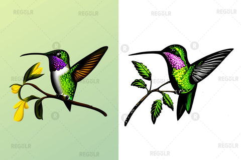 Watercolor Cute Hummingbird Clipart Bundle Sublimation Regulrcrative 