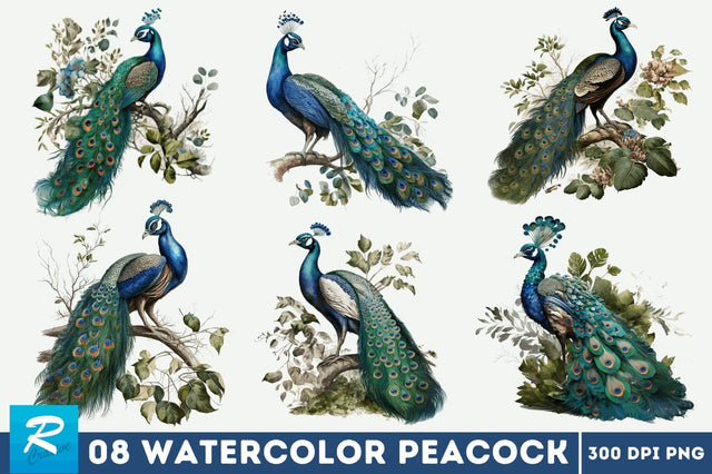 Watercolor Peacock clipart bundle Sublimation Regulrcrative 
