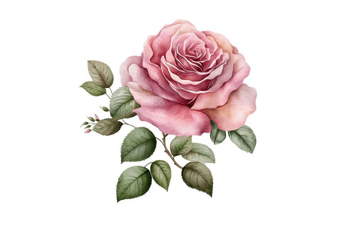 Watercolor Pink Roses Clipart Bundle Sublimation Regulrcrative 