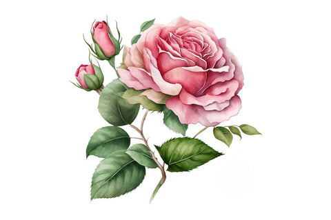 Watercolor Pink Roses Clipart Bundle Sublimation Regulrcrative 