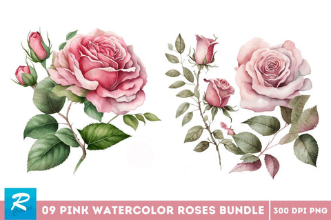Watercolor Pink Roses Clipart Bundle Sublimation Regulrcrative 