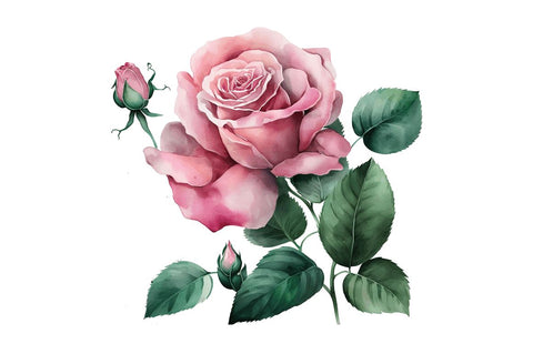 Watercolor Pink Roses Clipart Bundle Sublimation Regulrcrative 