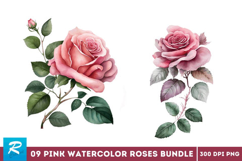 Watercolor Pink Roses Clipart Bundle Sublimation Regulrcrative 