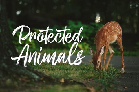 Wattgone – Handbrush Font Font Garisman Studio 