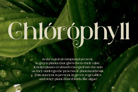 Weird Melone Font letterstockstd 