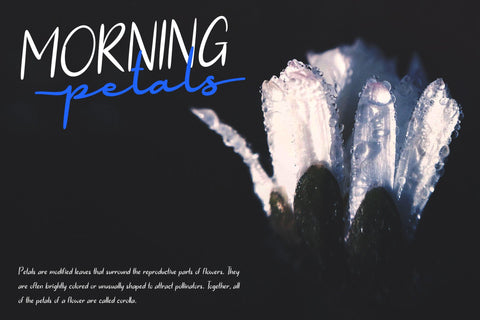 White Amour | Lovely Handwritten Font Duo Font Katario Studio 