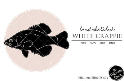White Crappie Hand sketched, hand drawn vector clipart SVG Loveleen Kaur 